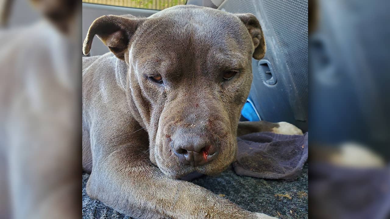 Photo of dog shot and left to die