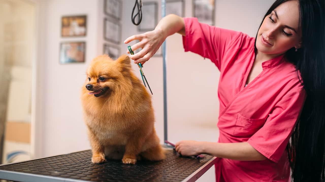 Image of a pet groomer trimming the coat of a small dog