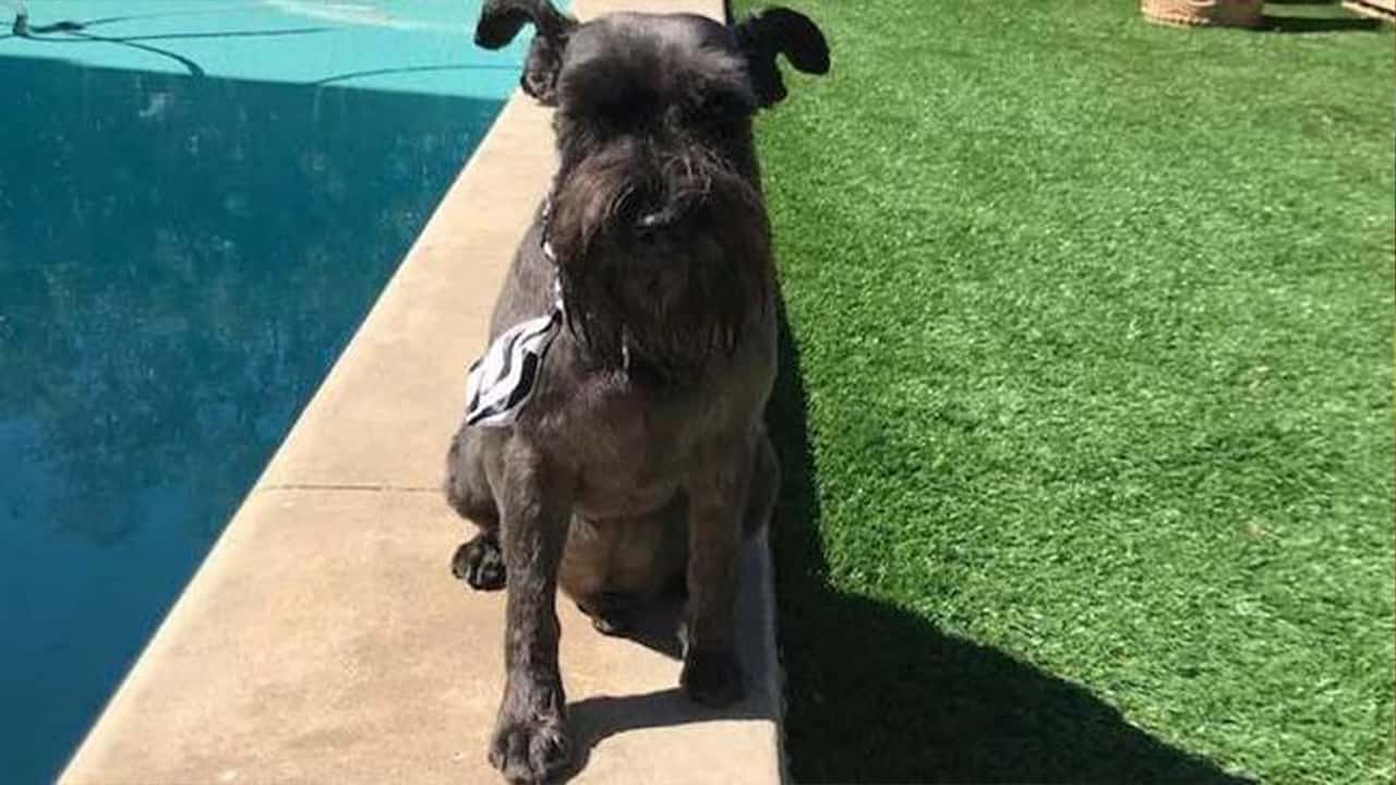 Photo of a miniature schnauzer that was a victim of a mountain lion attack in Simi Valley