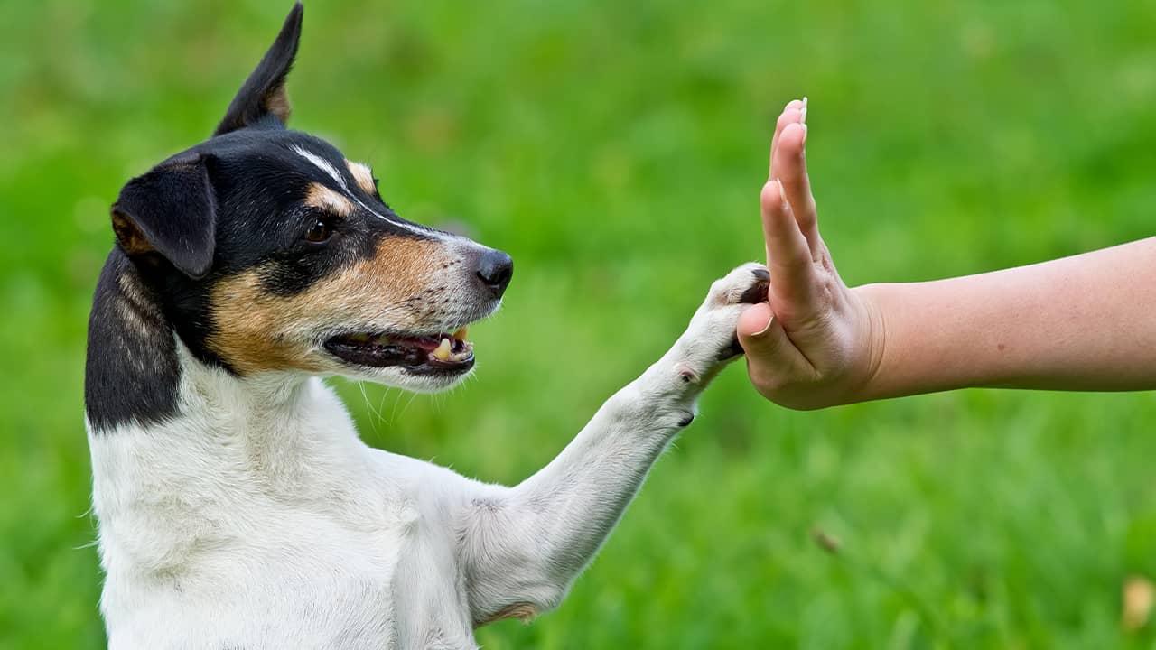 Photo of dog giving trainer a high five