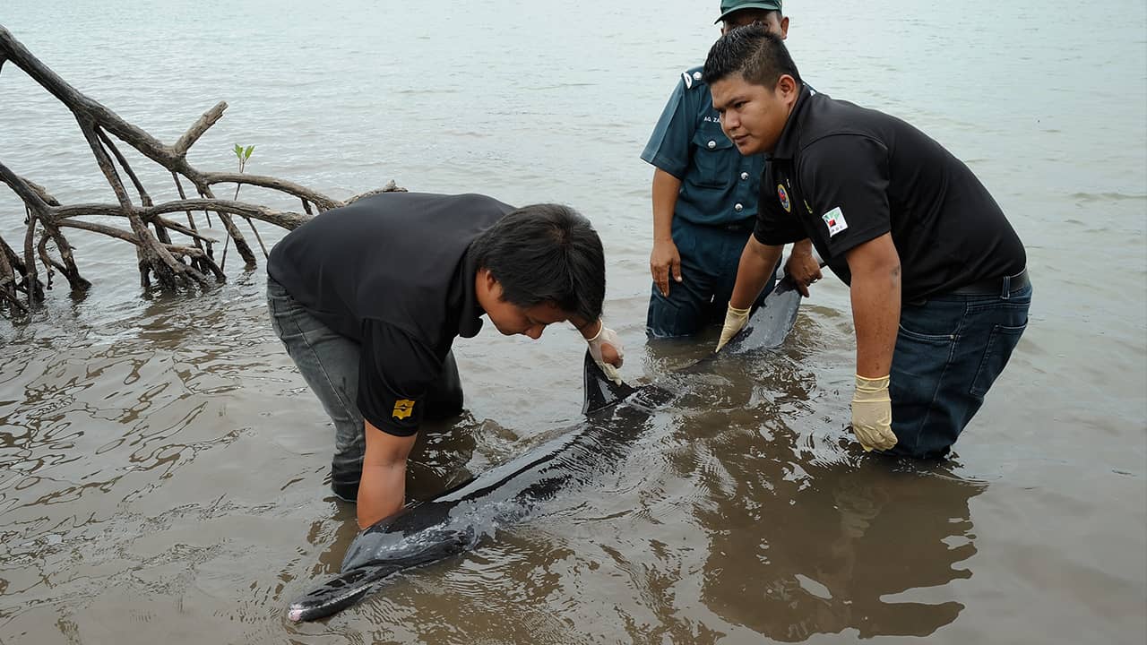 Photo of men trying to rescue a stranded dolphin