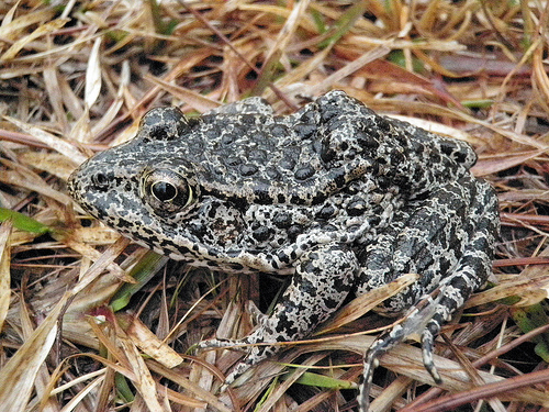 photo of a dusky gopher frog