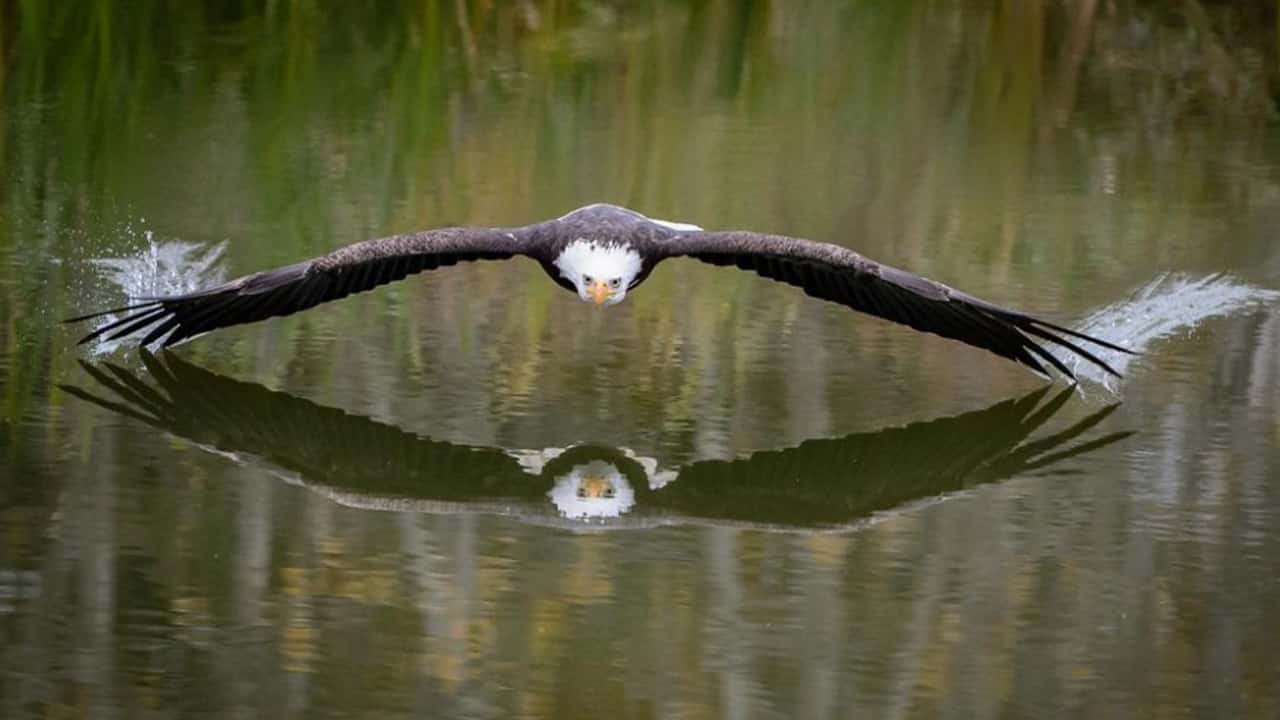 Photo of an eagle over water