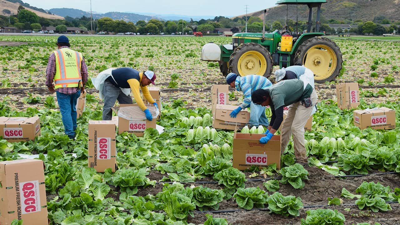 Photo of farmworkers in Salinas, CA