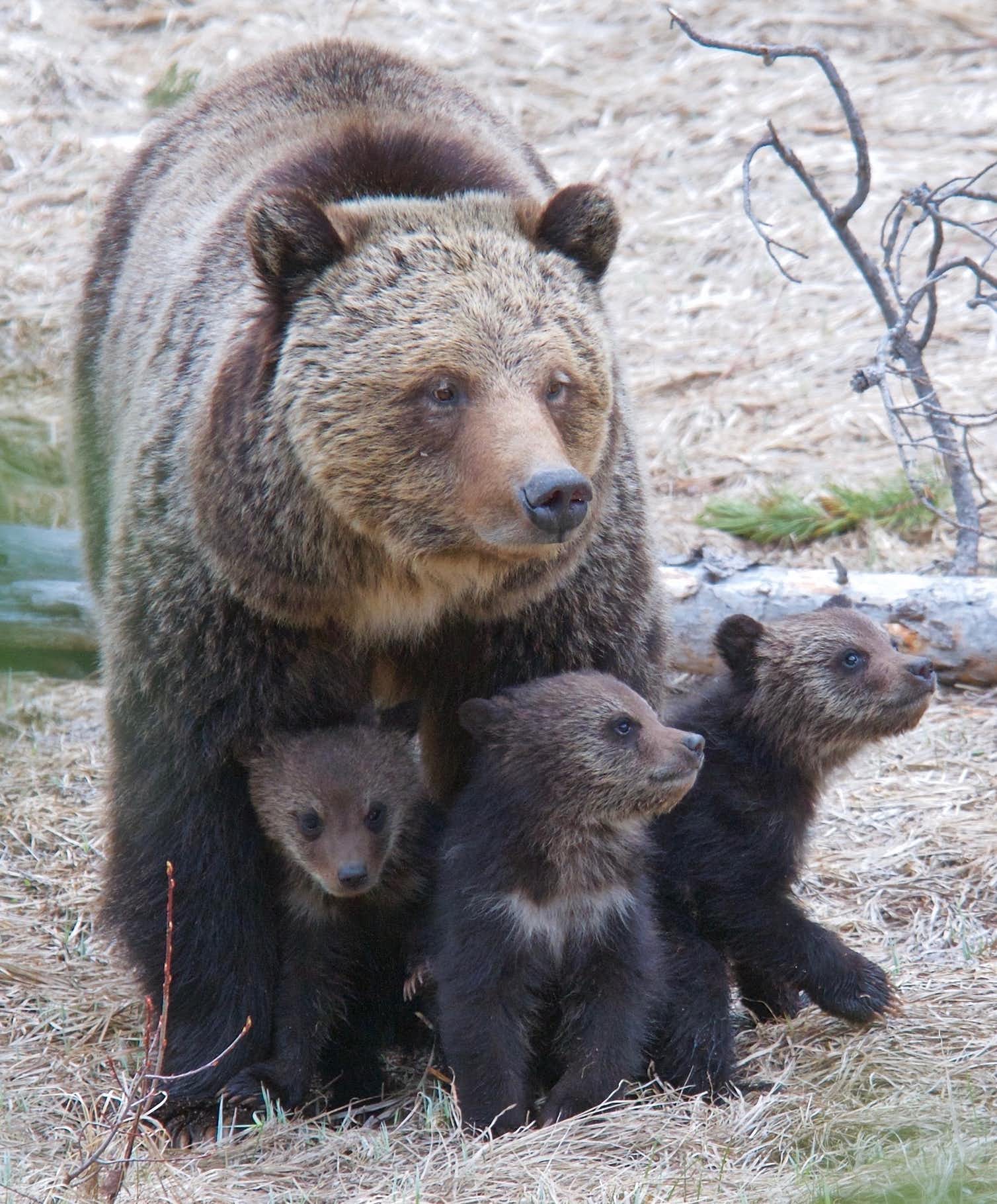 Photo of a mother bear and cubs