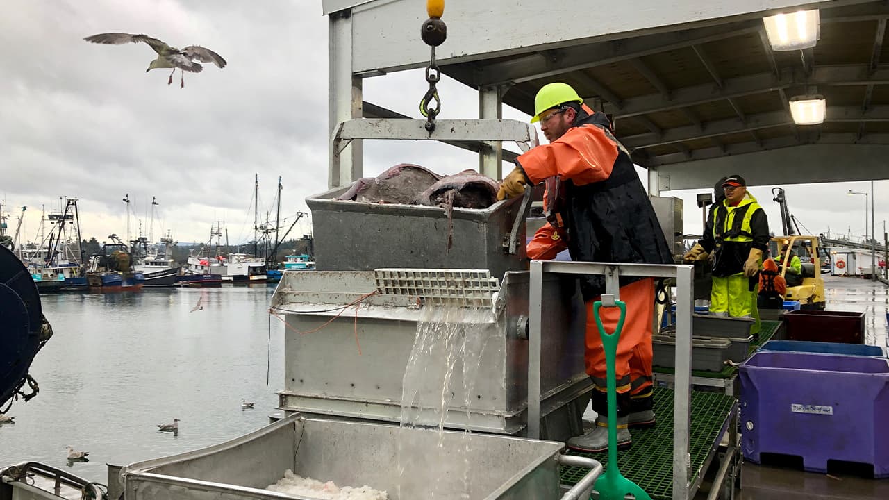 Photo of a worker dumping a bucket of fish onto a conveyor belt 