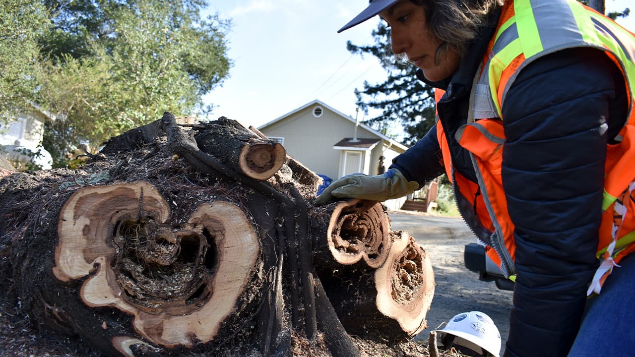 Photo of a biologist marking up a tree stump 