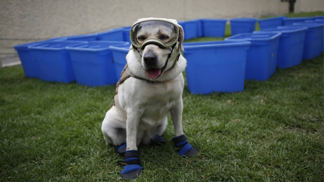 Photo of Frida the rescue dog