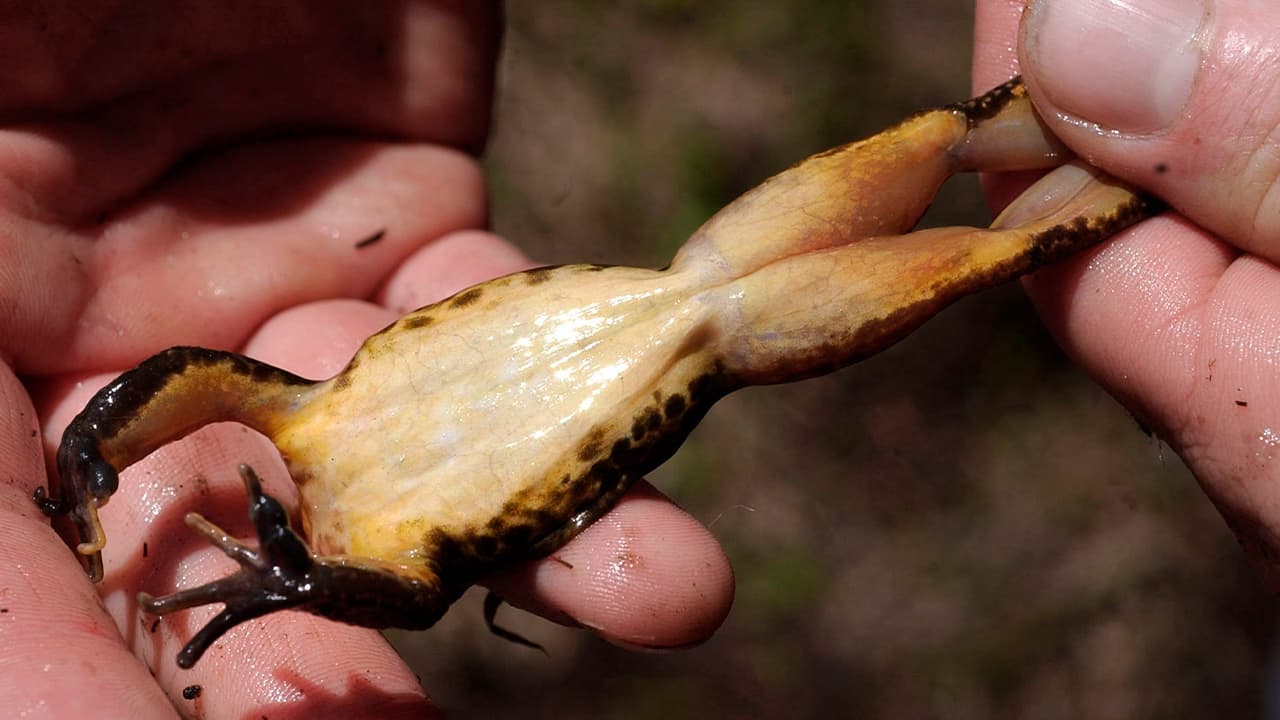 Photo of a researcher inspecting a mountain yellow-bellied frog caught in a pond near in the Sierra Nevada near Ebbetts Pass, Calif.
