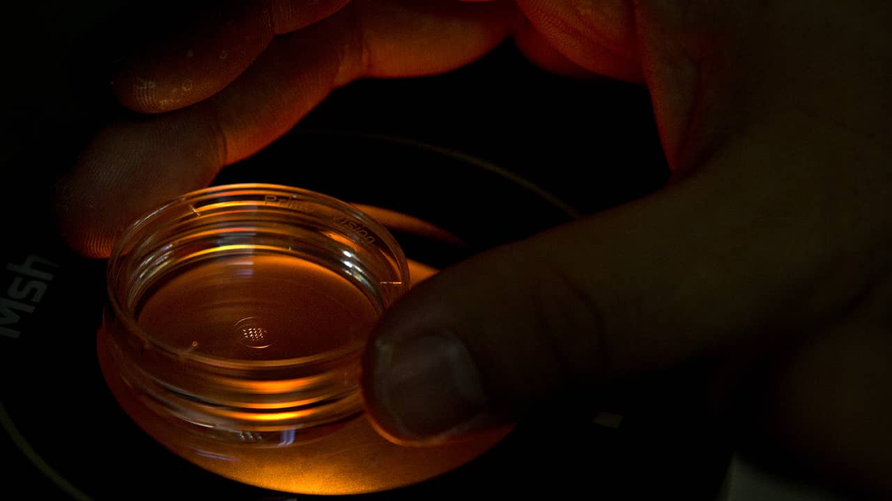 Photo of a microplate containing embryos