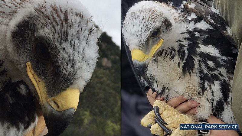 Two photos of golden eagle chicks