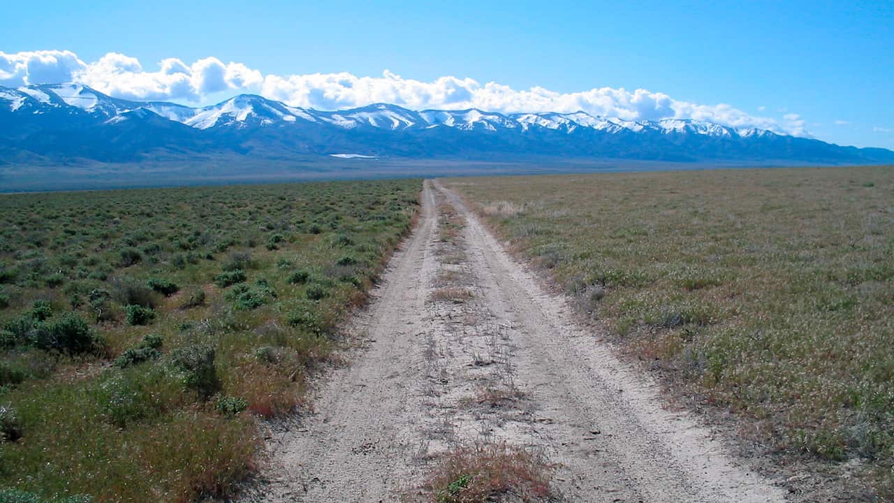 Photo of invasive grass