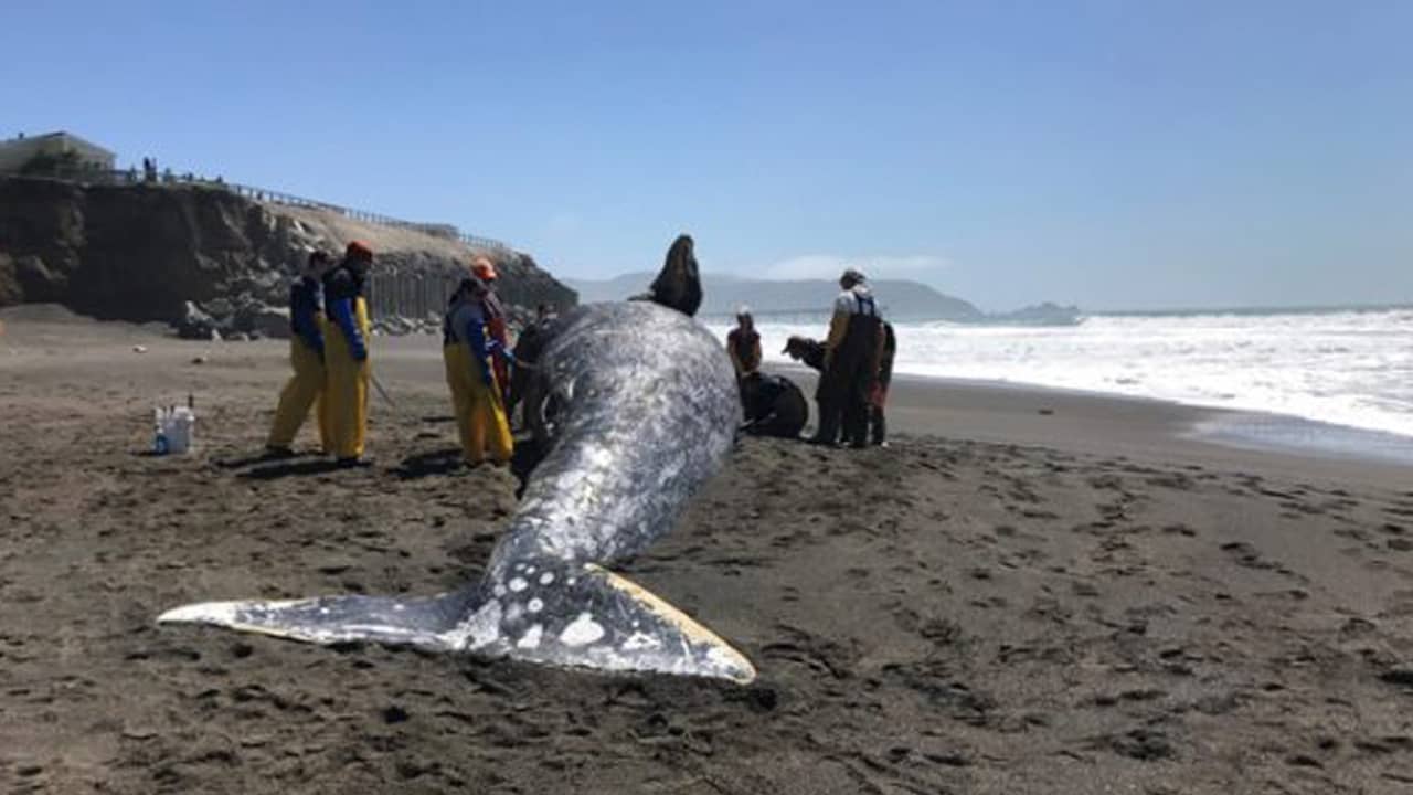 Photo of gray whale after being killed by a ship strike
