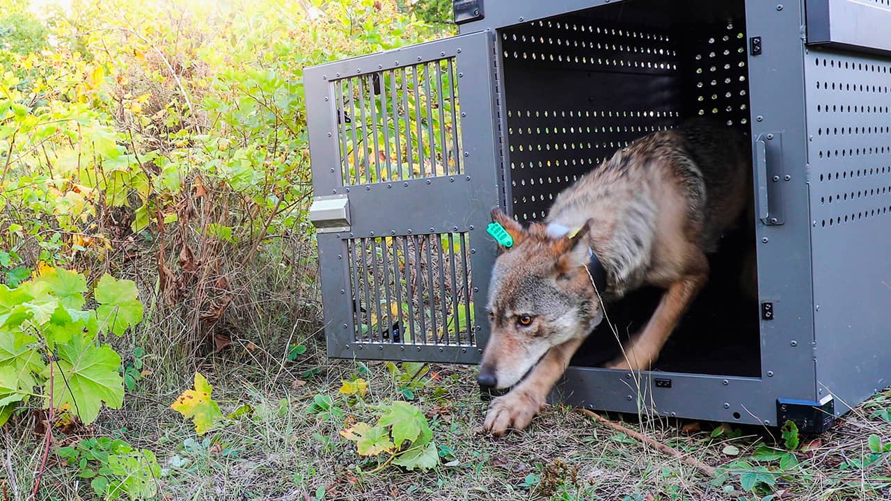 Photo of a female gray wolf emerging from her cage