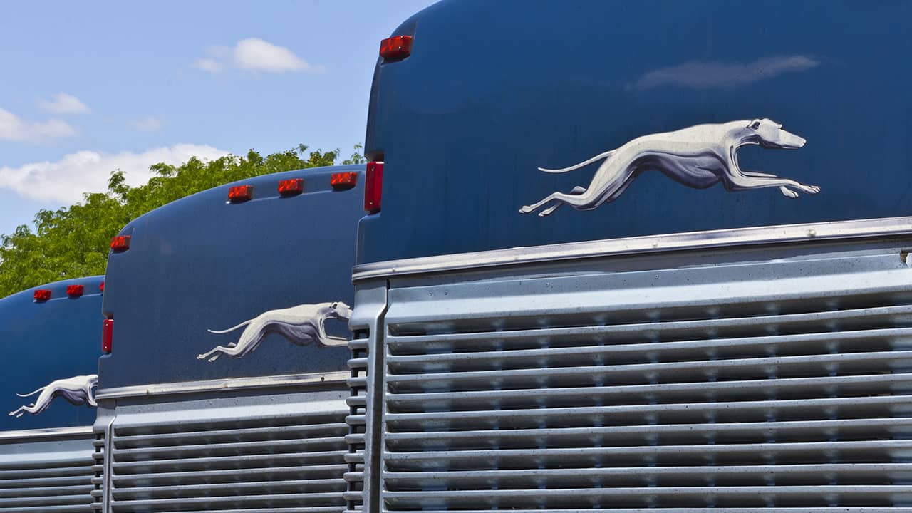 Picture of parked Greyhound buses