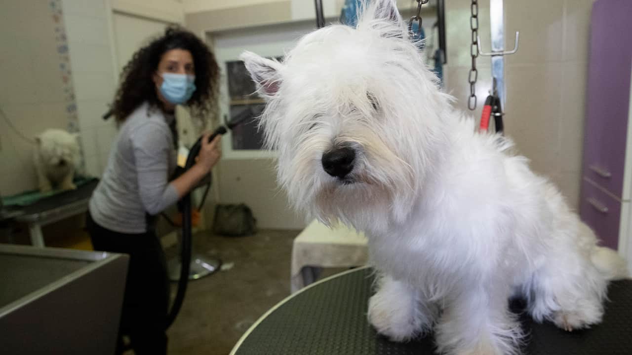 Photo of a dog groomer