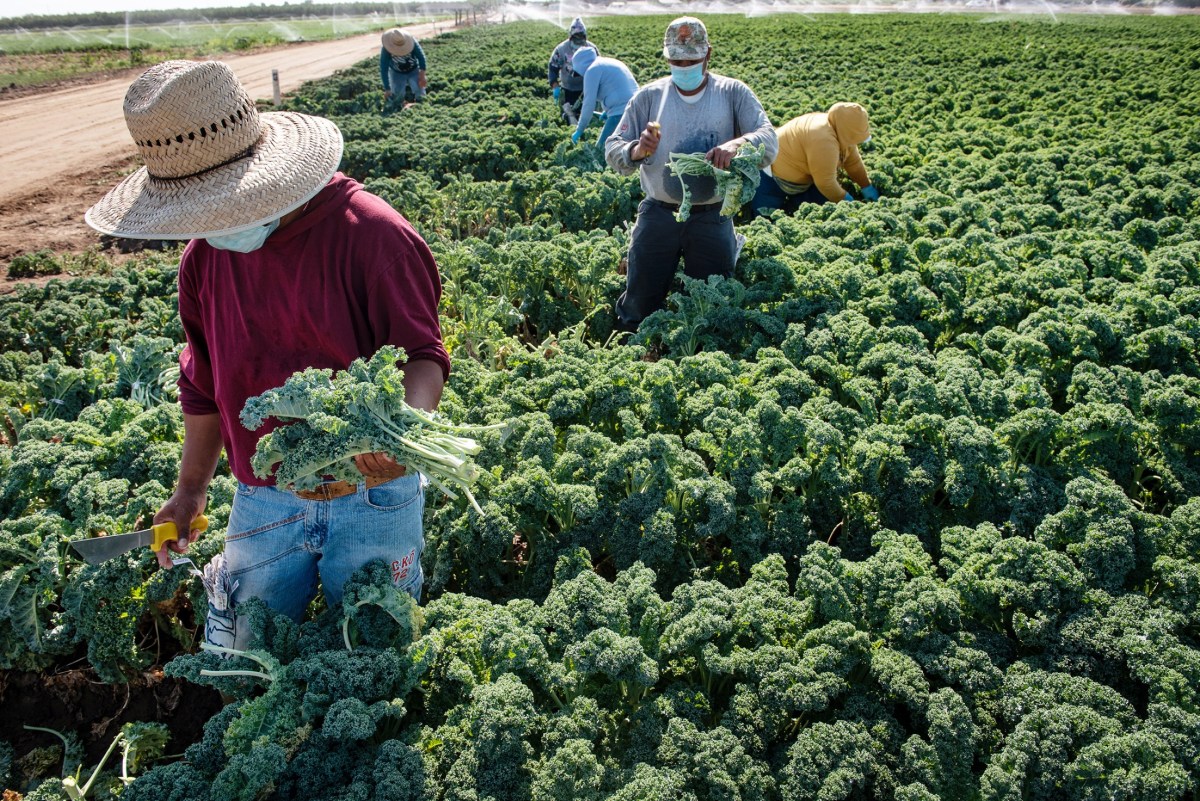 Photo of workers harvesting kale at a farm west of Modesto, California