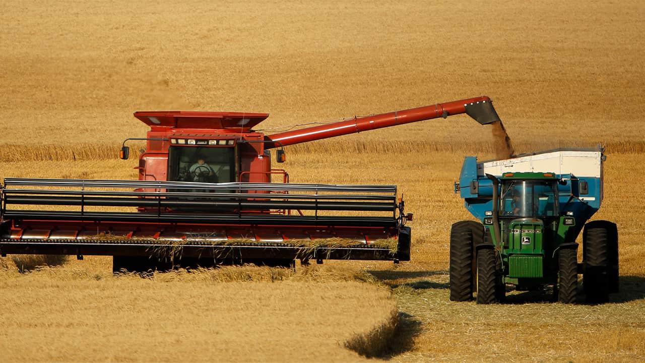 Photo of wheat being harvested