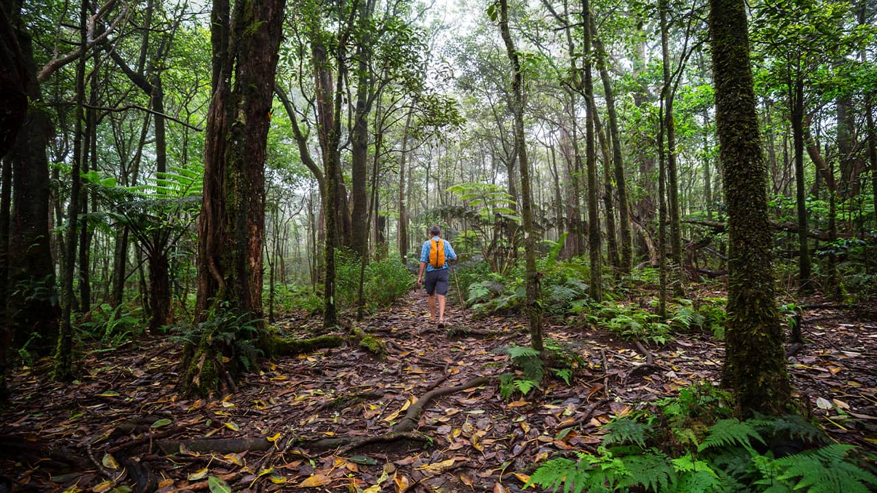 Photo of a forest in Hawaii