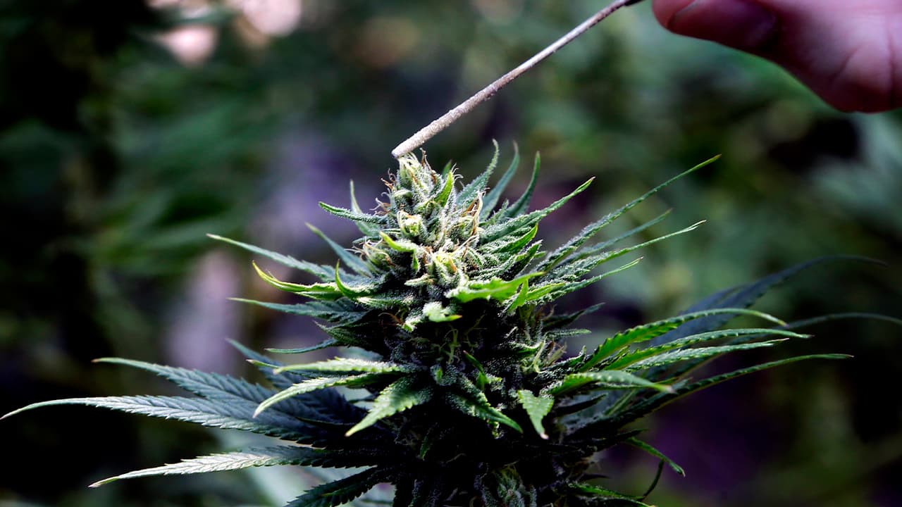 Photo of a hemp plant