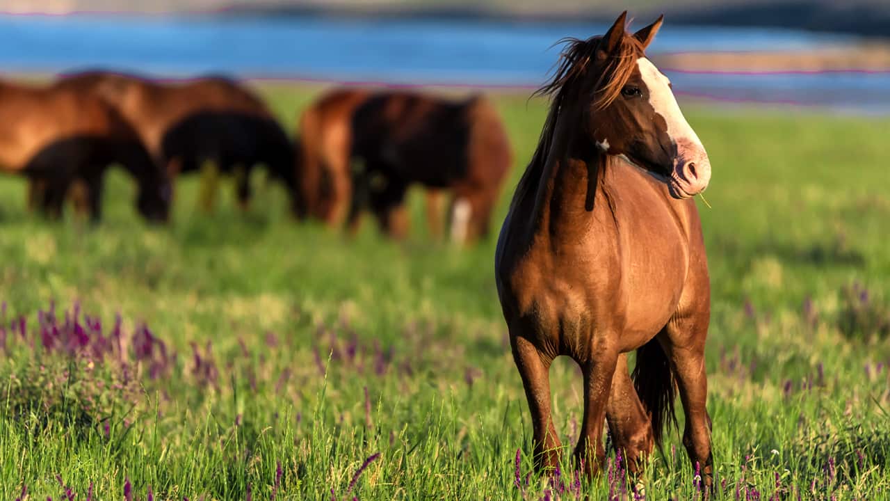 Photo of wild horses