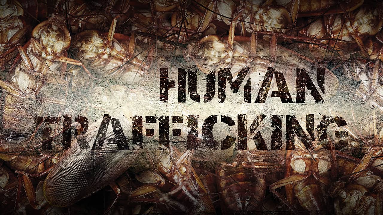 Illustration of cockroaches and the words "human trafficking'