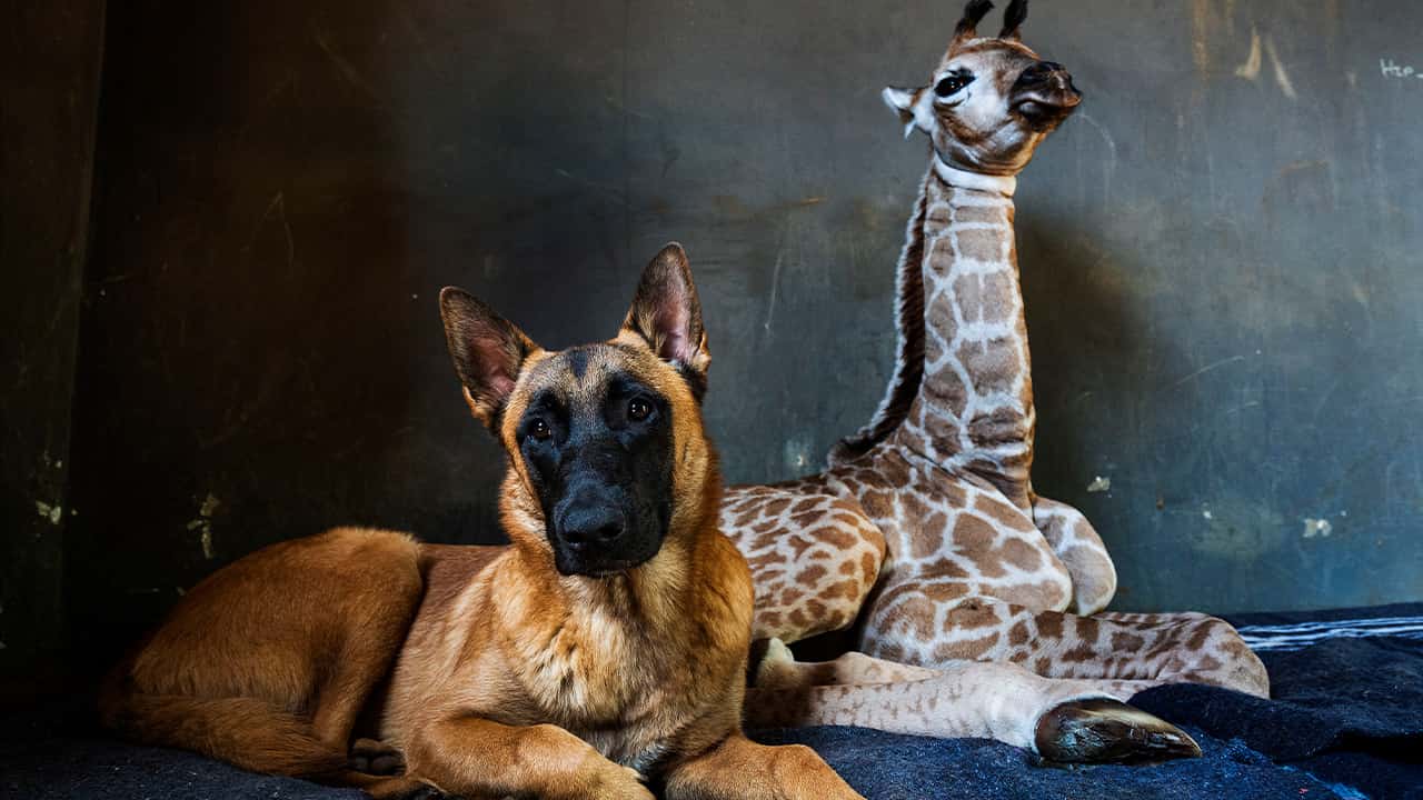 Photo of Hunter, a young Belgian Malinois and Jazz, a nine-day-old giraffe