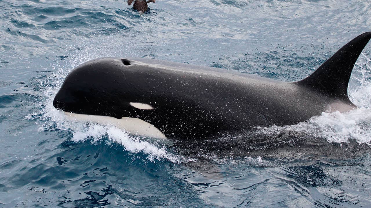 Photo of killer whale