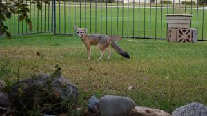 Photo of a San Joaquin kit fox