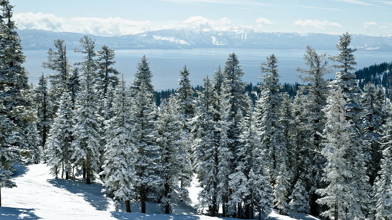 Photo of snowy trees in Lake Tahoe