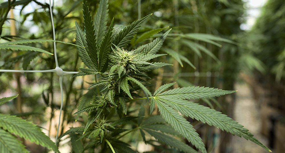 Legal cannabis marijuana