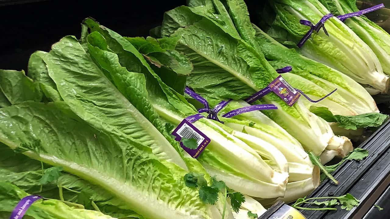 Photo of romaine lettuce