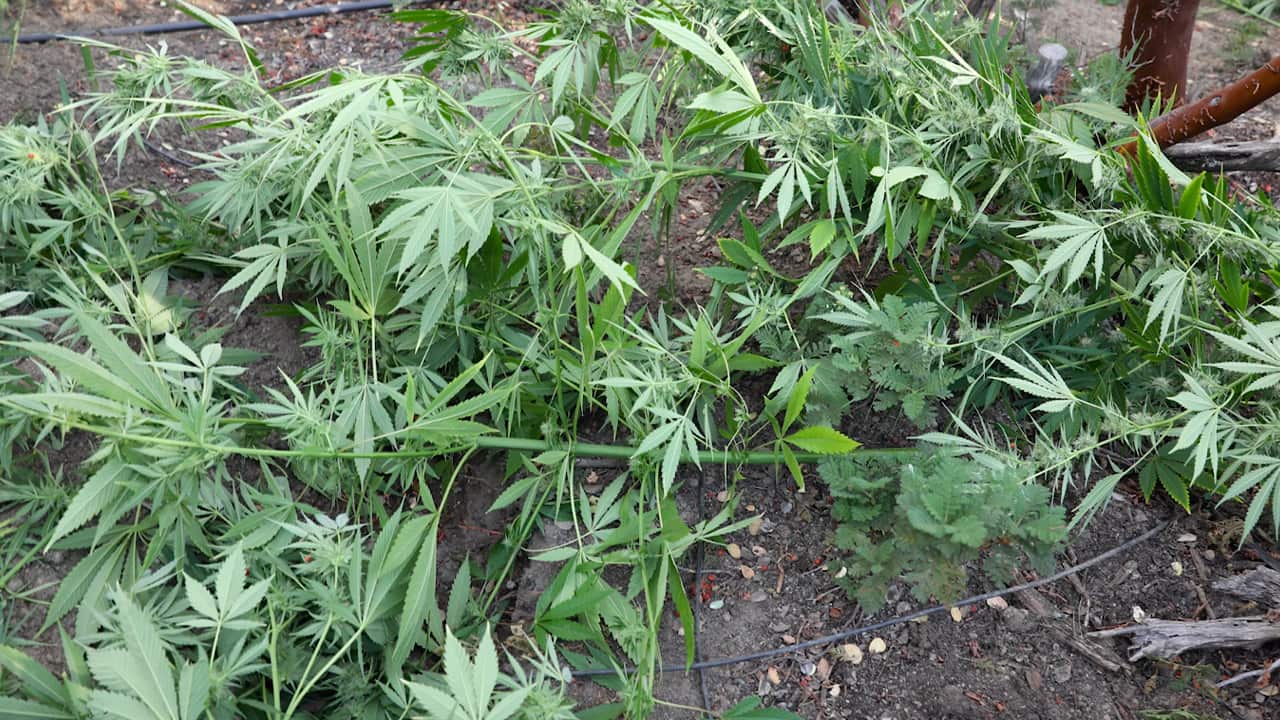 Photo of Marijuana plant cut down in Mariposa County