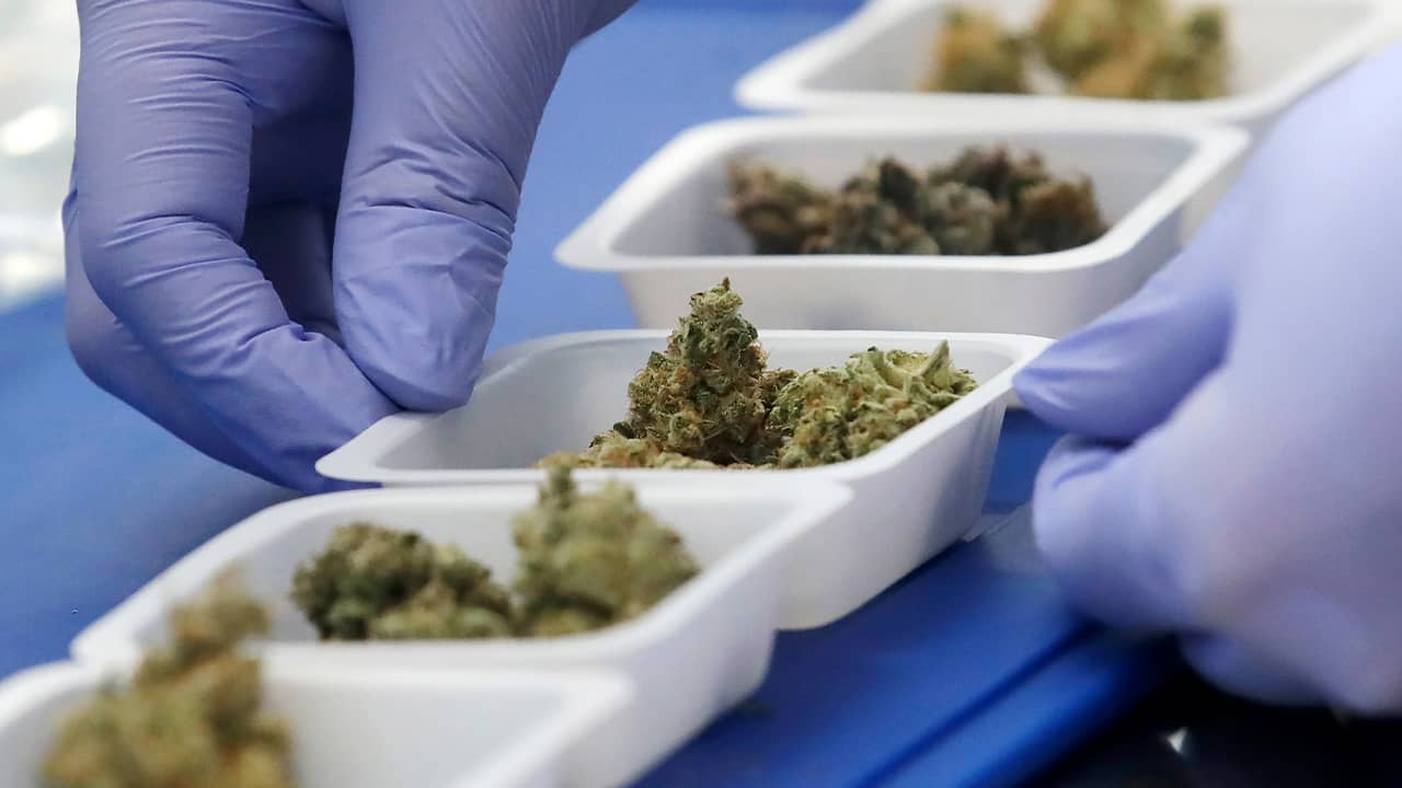 Photo of marijuana samples 