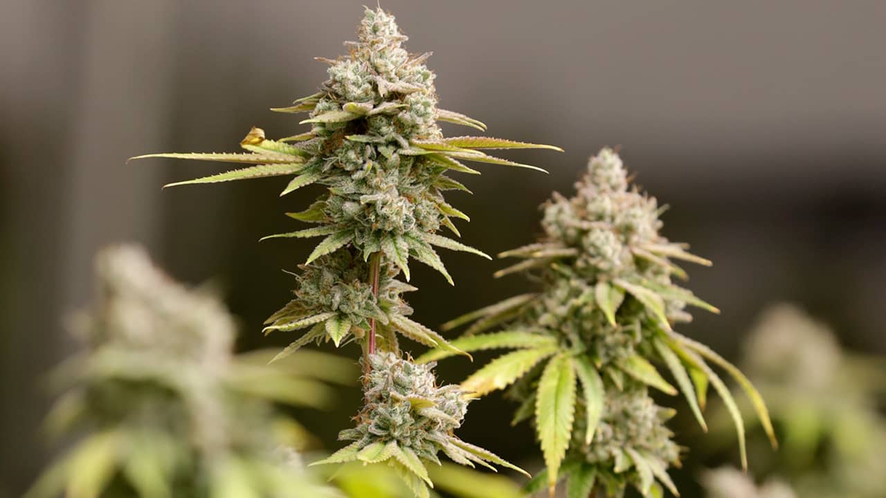 Photo of marijuana buds