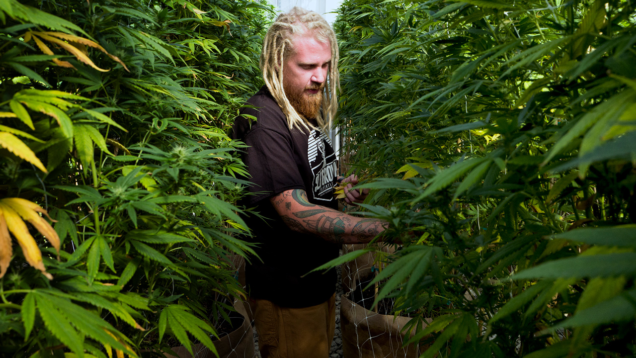Photo of Steve Fagan, grower and owner of SLOgrown Genetics