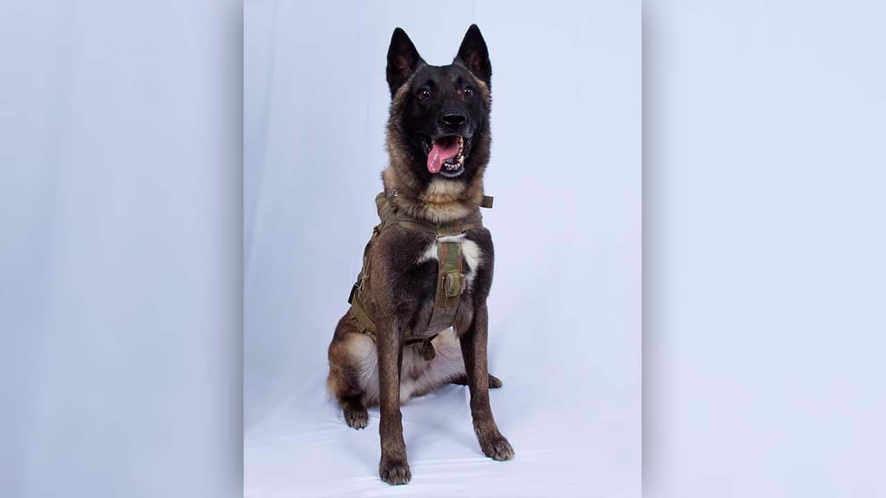 Photo of unnamed military dog