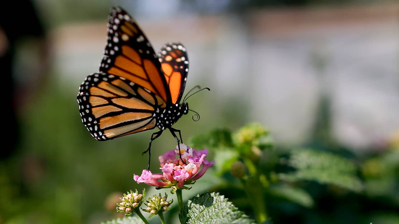Photo of a monarch butterfly