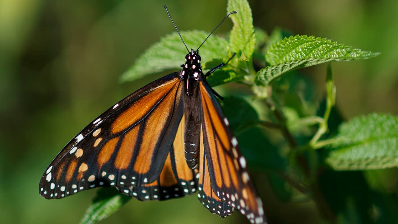 Photo of a monarch butterfly 