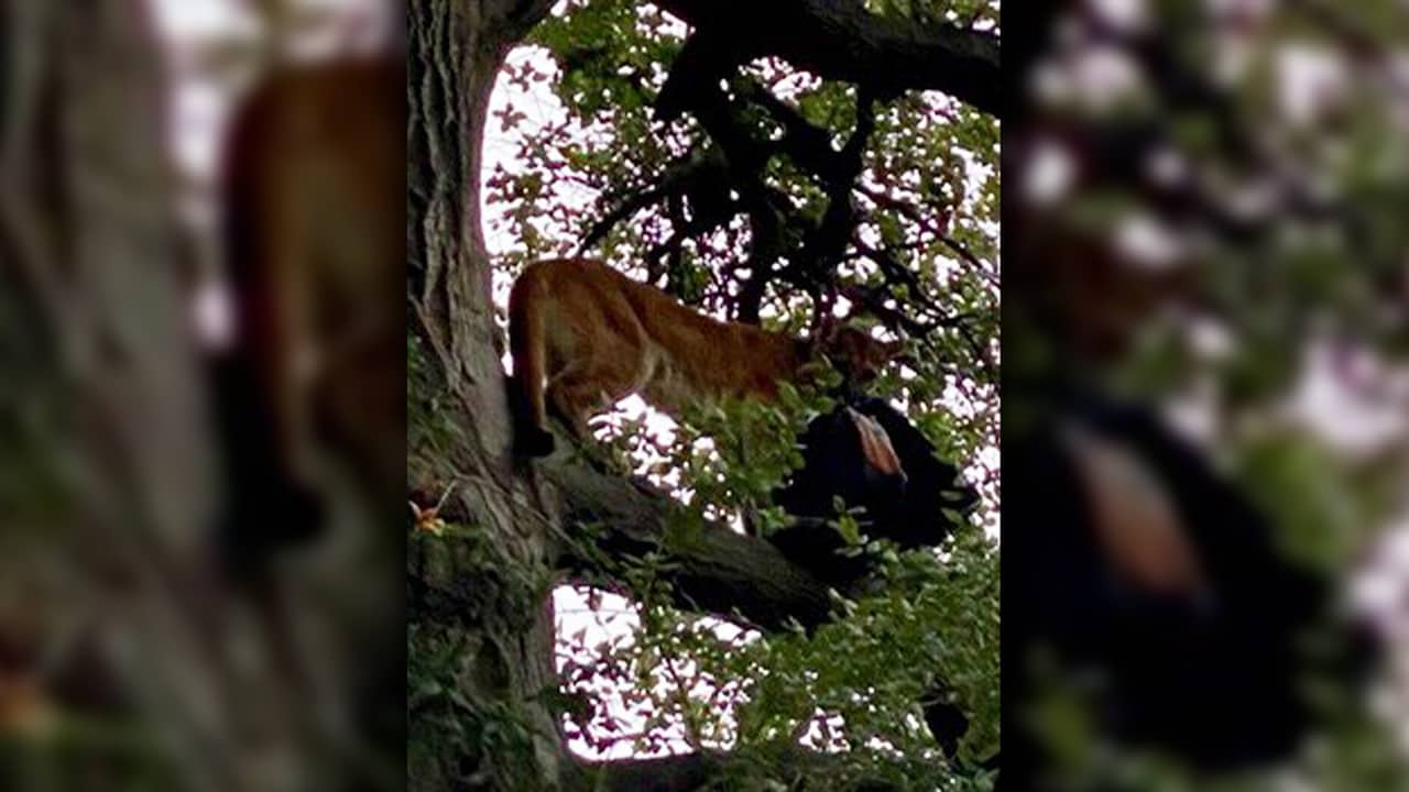 Photo of a mountain lion in a tree