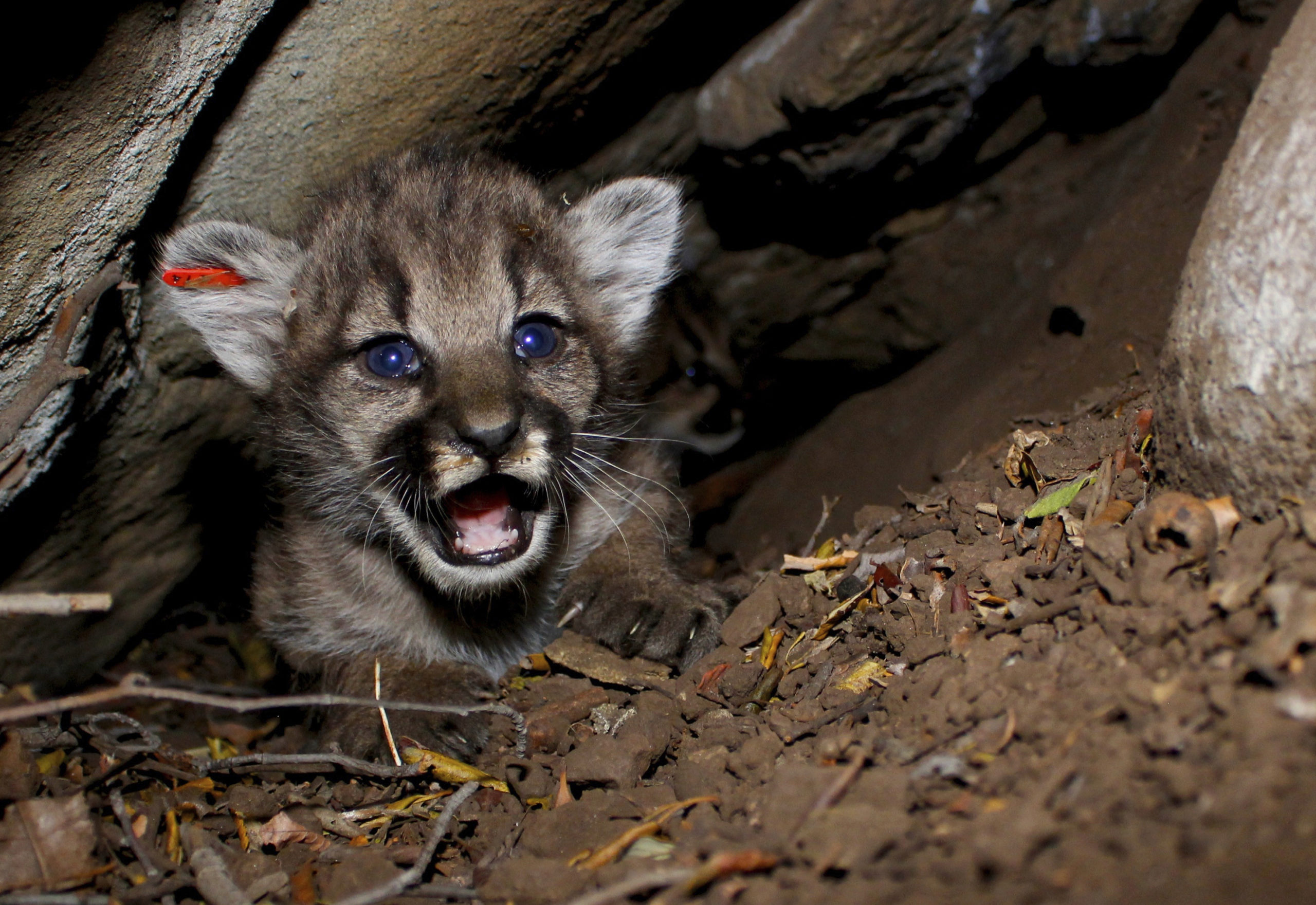 Photo of mountain lion kittens born in Southern California