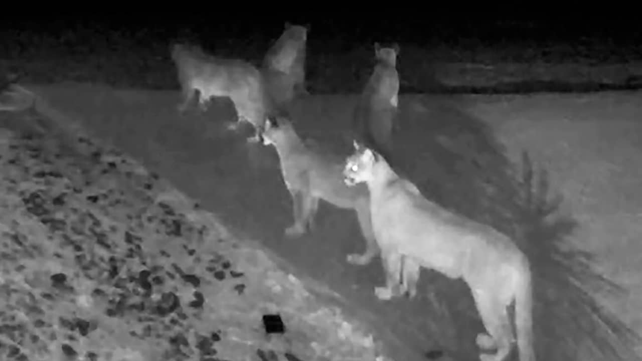 Photo of mountain lions