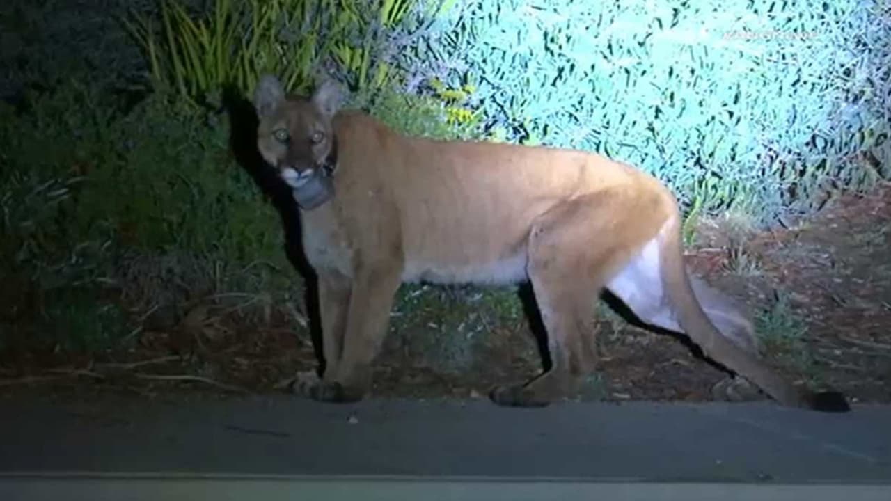Photo of a mountain lion in Simi Valley