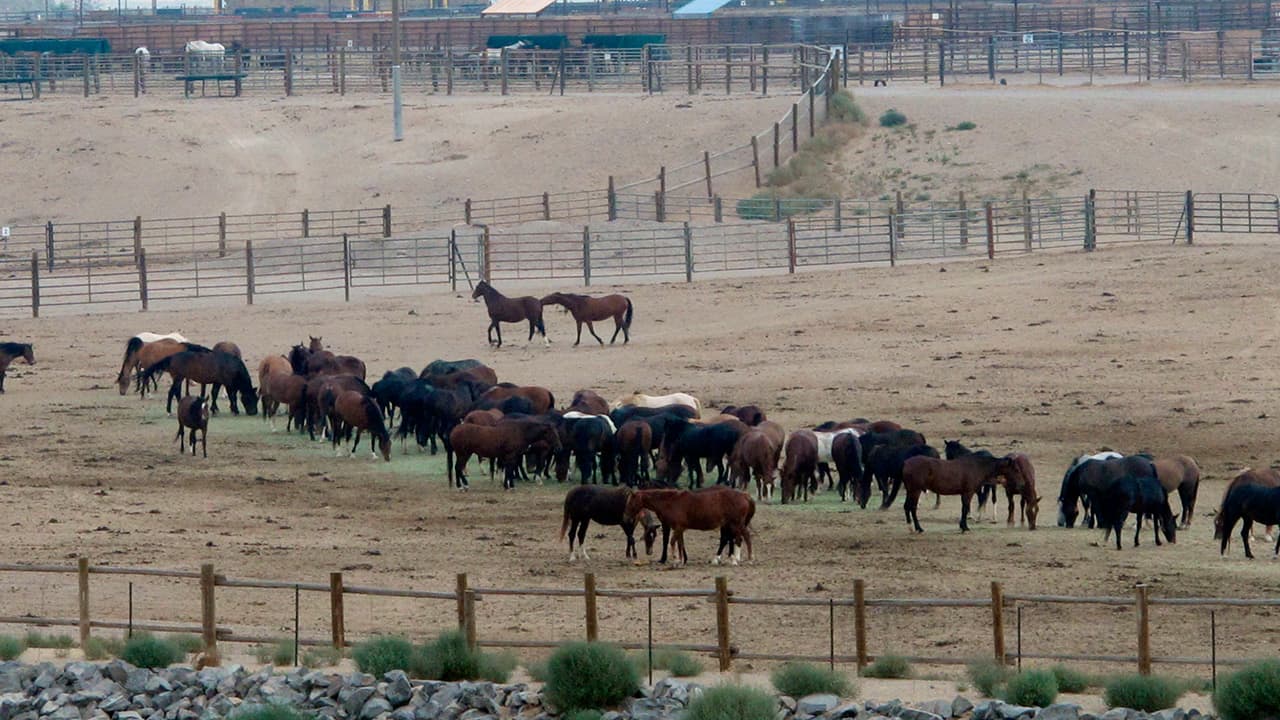 Photo of mustangs roam in a corral