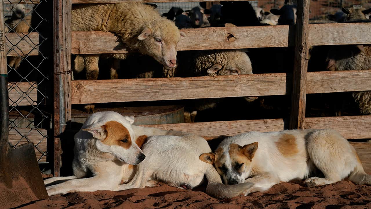 Photo of sheep and dogs 