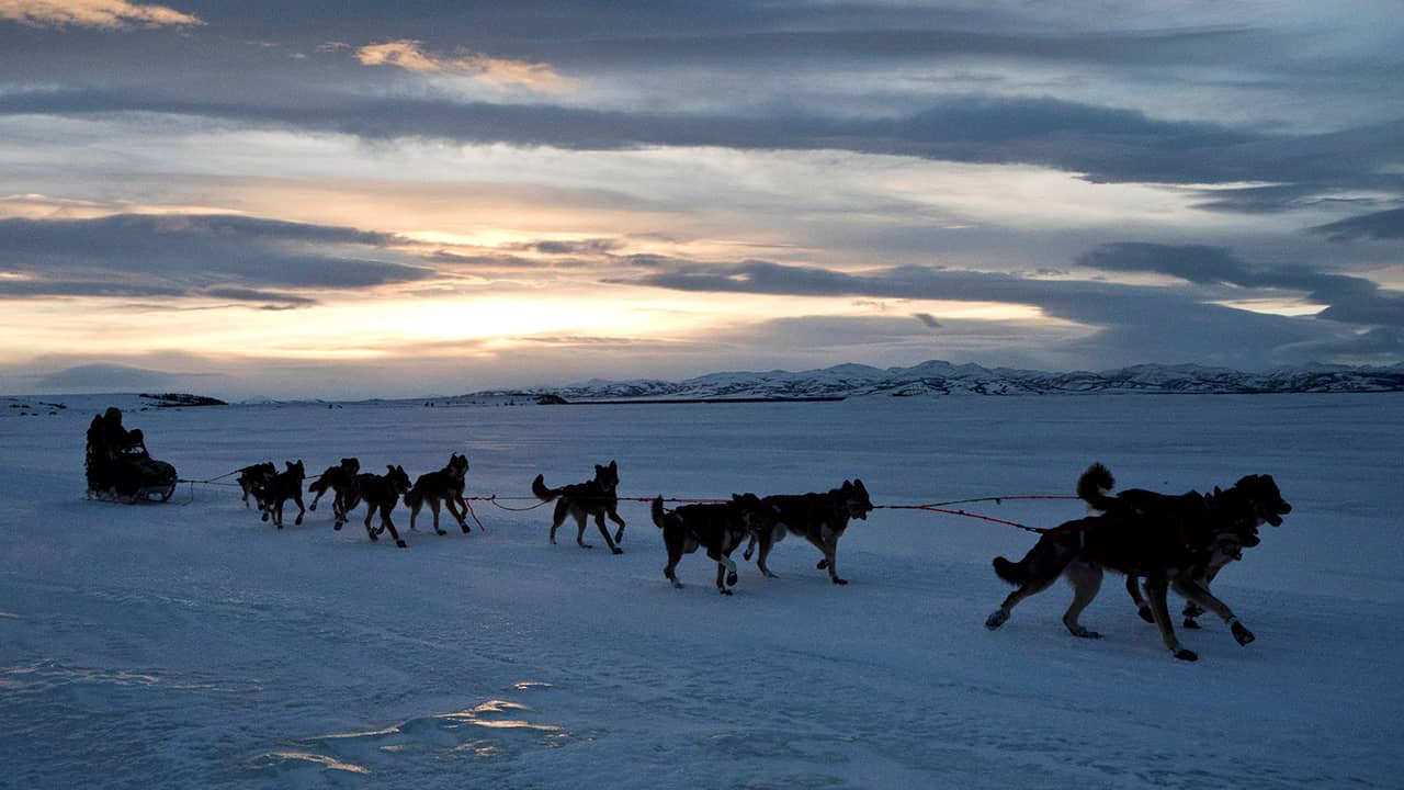 Photo of Nicholas Petit and his sled dogs in Alaska 