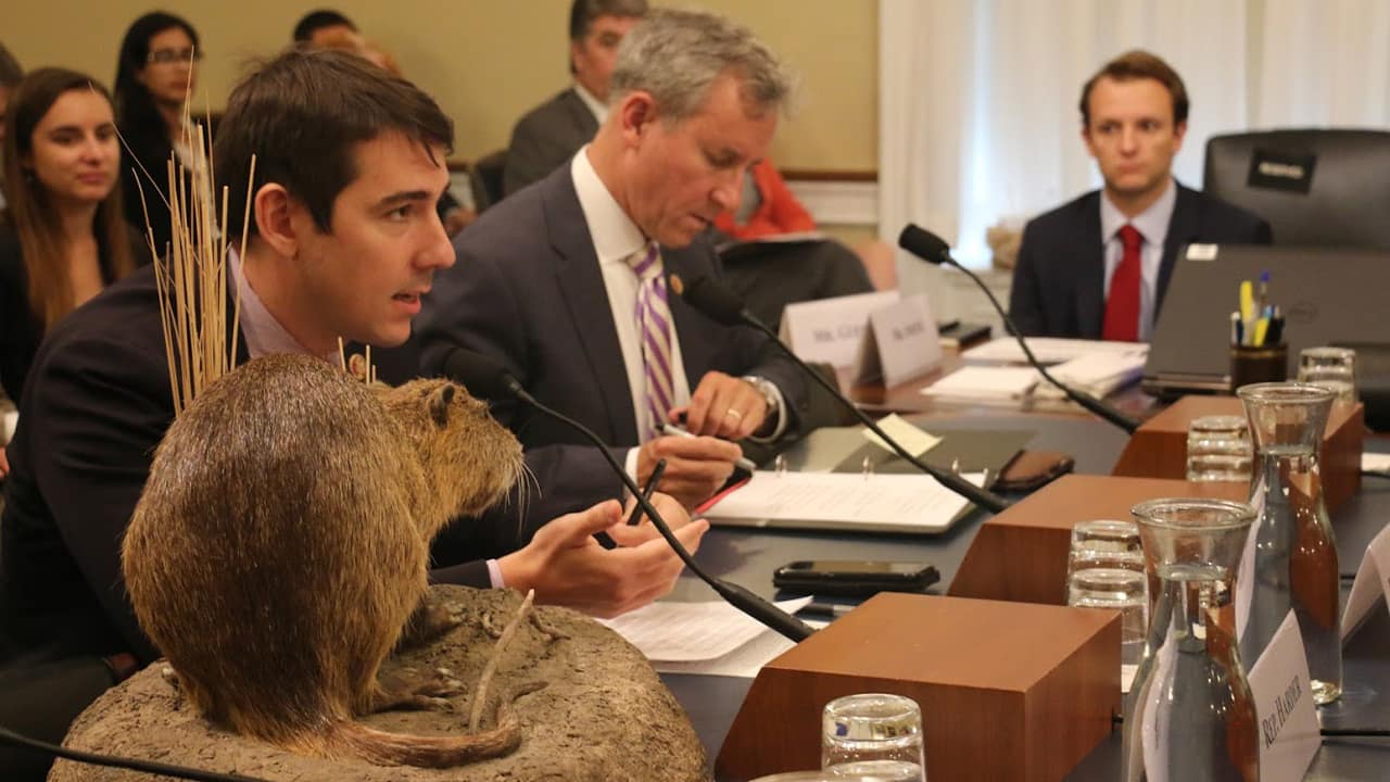 Photo of Rep. Josh Harder with a stuffed swamp rat at a congressional hearing
