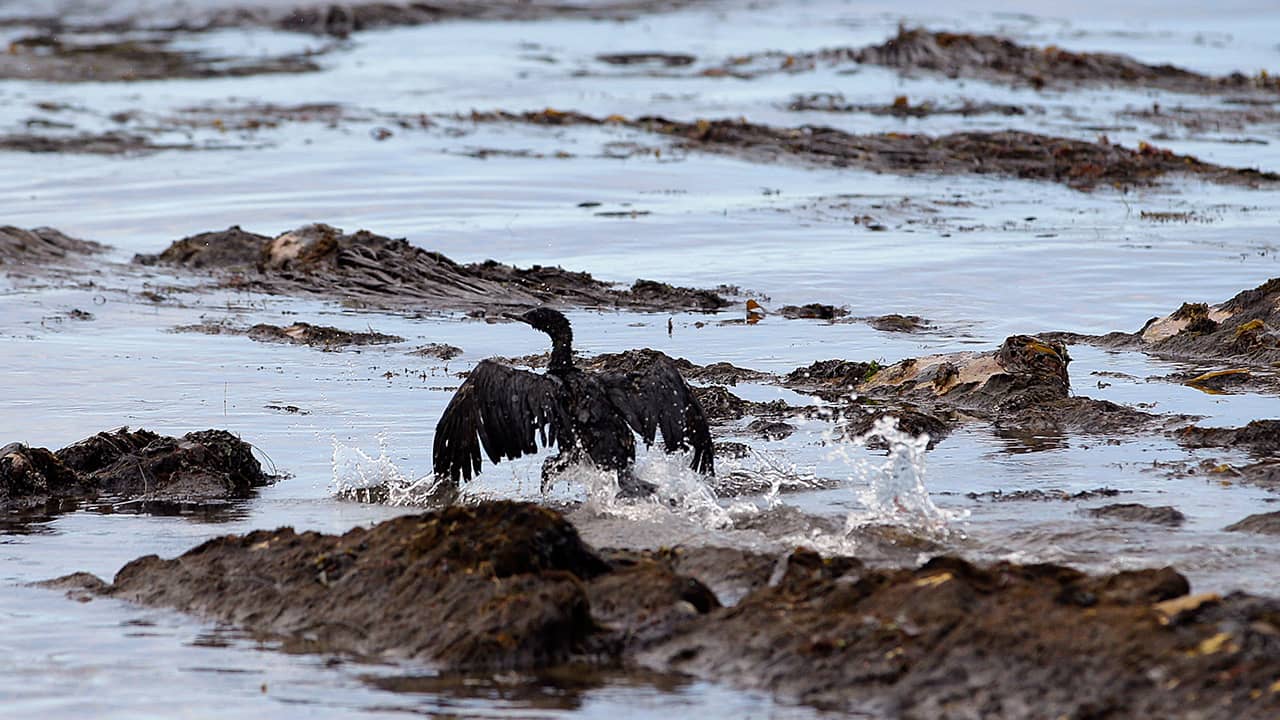 Photo of bird covered in oil