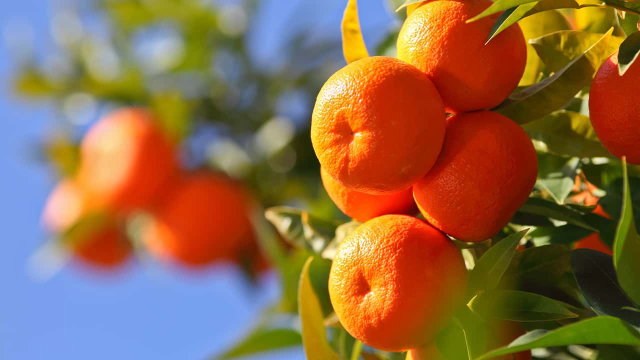 Photo of juicy oranges on a tree against a blue sky 