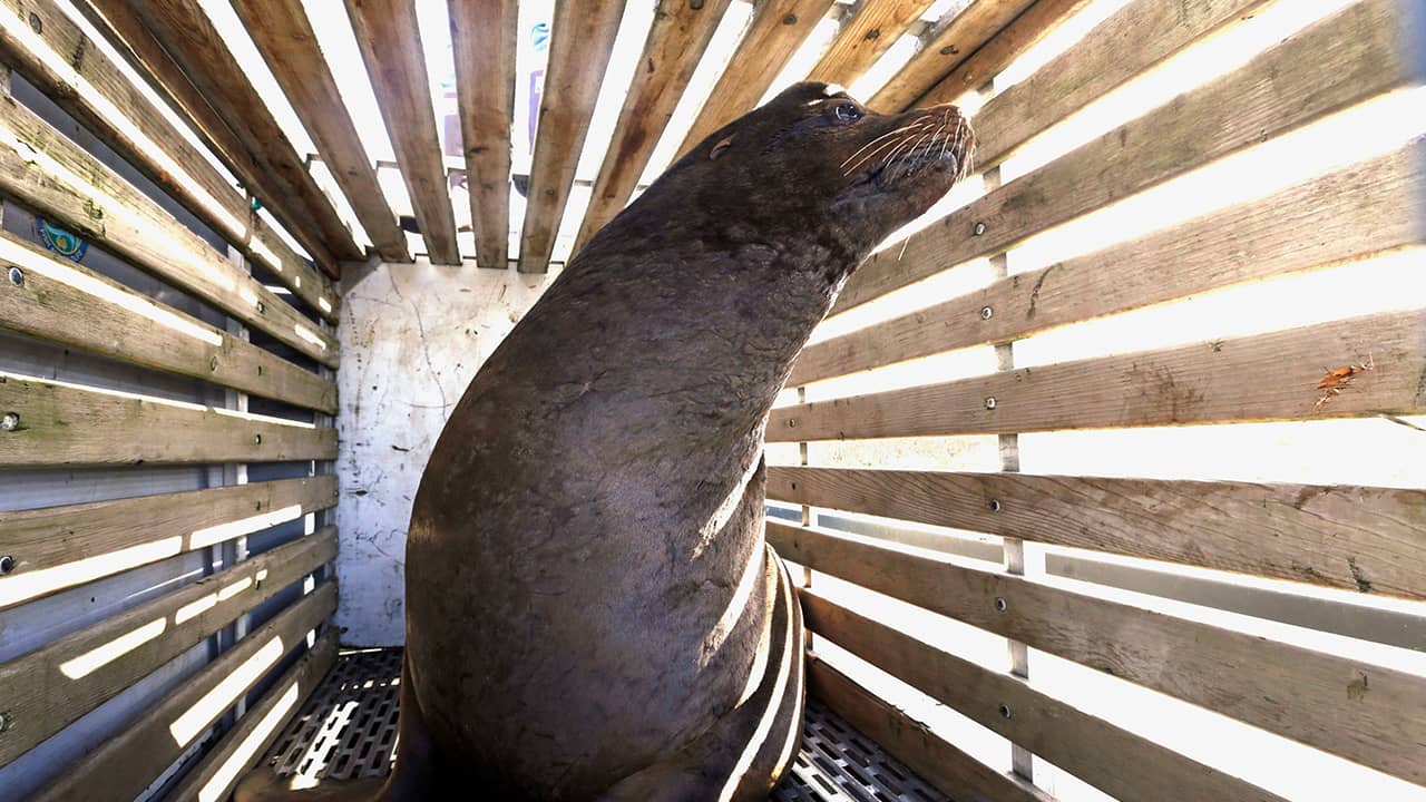 Photo of a California sea lion